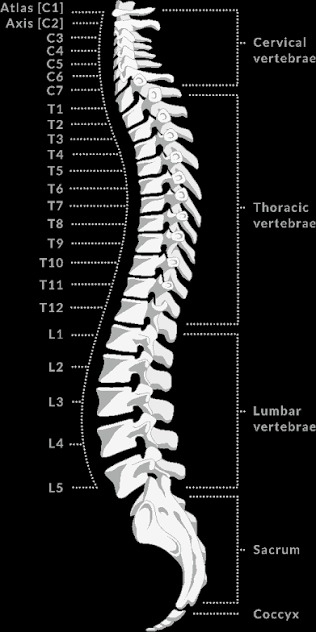 Spine Asset Image